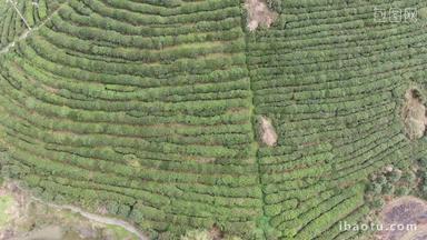 绿色茶园茶叶种植基地航拍